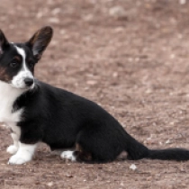 Glance – Pembroke, black and white Welsh Corgi for sale