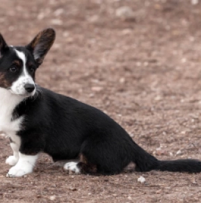 Welsh Corgi Welpe kaufen