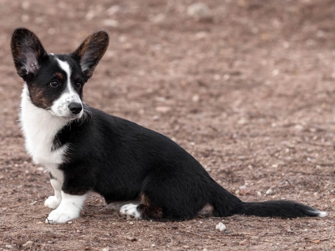 Welsh Corgi Welpe kaufen