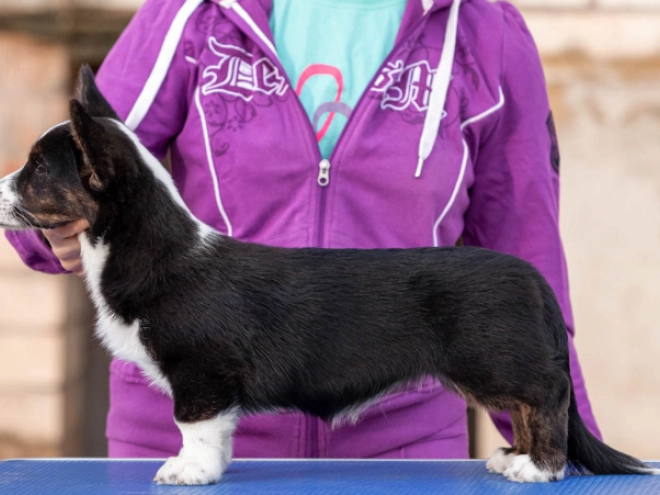 Welsh Corgi Welpe kaufen