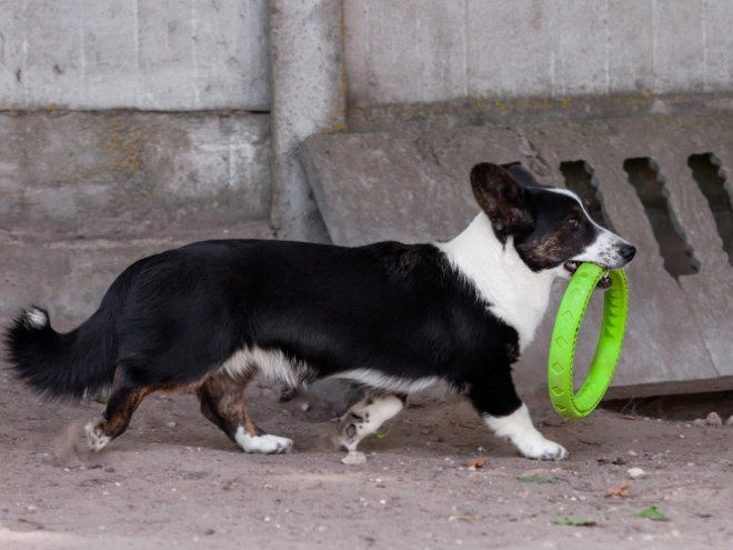 Perros Welsh Corgi en venta