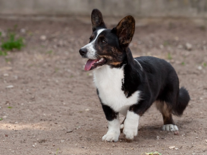 Perros Welsh Corgi en venta