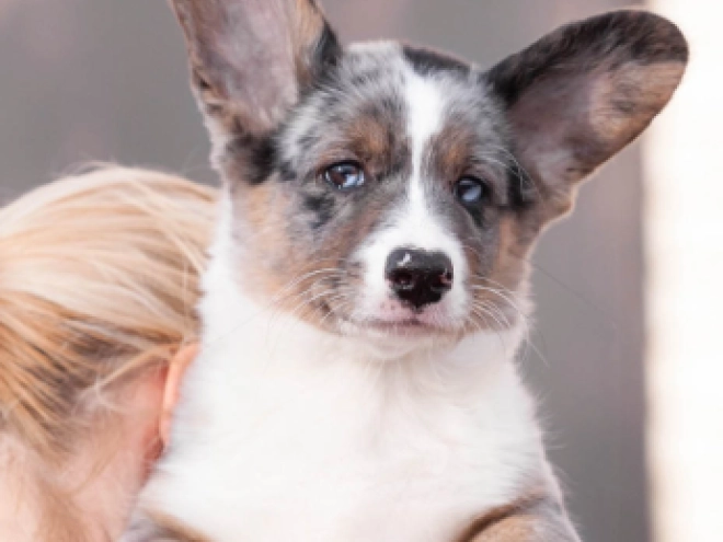 Welsh Corgi Welpe kaufen