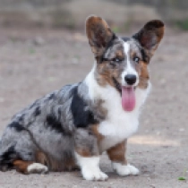 Major – Cardigan, merle Welsh Corgi Welpen kaufen