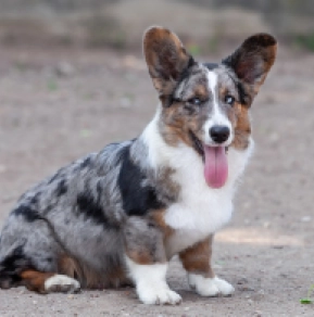 Perros Welsh Corgi en venta