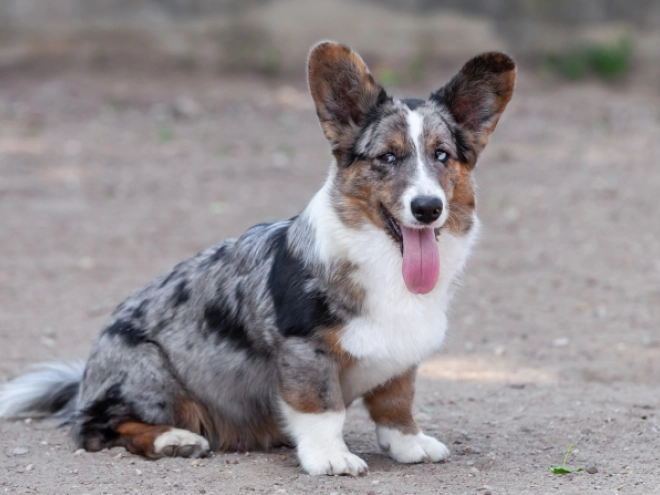 Perros Welsh Corgi en venta