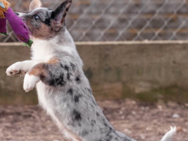 Welsh Corgi Welpe kaufen