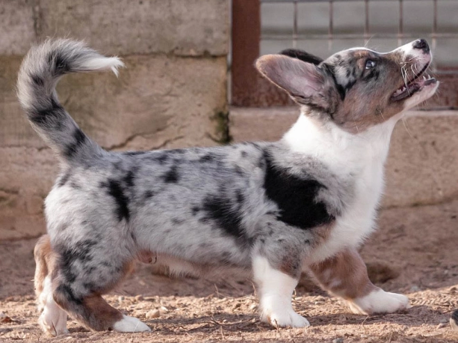 Welsh Corgi Welpe kaufen