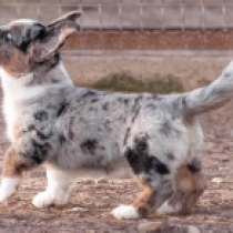 Major – Pembroke, merle Welsh Corgi for sale