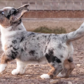 Welsh Corgi puppy for sale