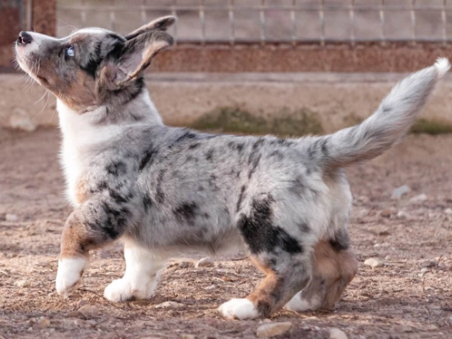Welsh Corgi Welpe kaufen