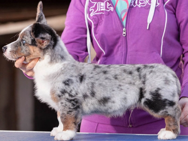Welsh Corgi Welpe kaufen