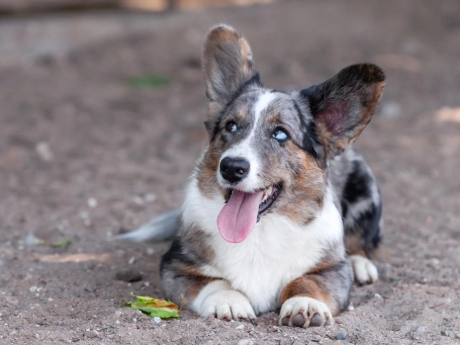 Perros Welsh Corgi en venta