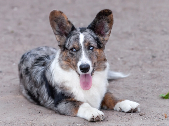 Perros Welsh Corgi en venta