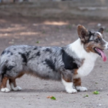 Major – Cardigan, merle Welsh Corgi for sale