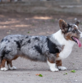 Perros Welsh Corgi en venta