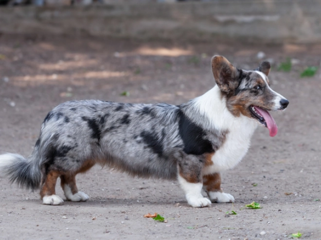 Perros Welsh Corgi en venta