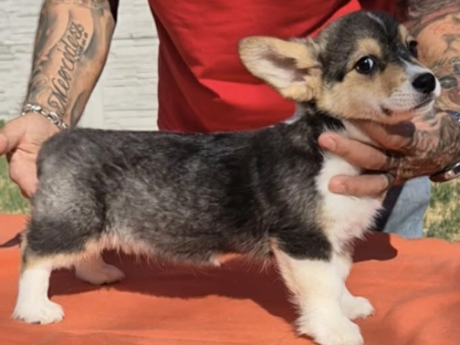 Welsh Corgi puppy for sale
