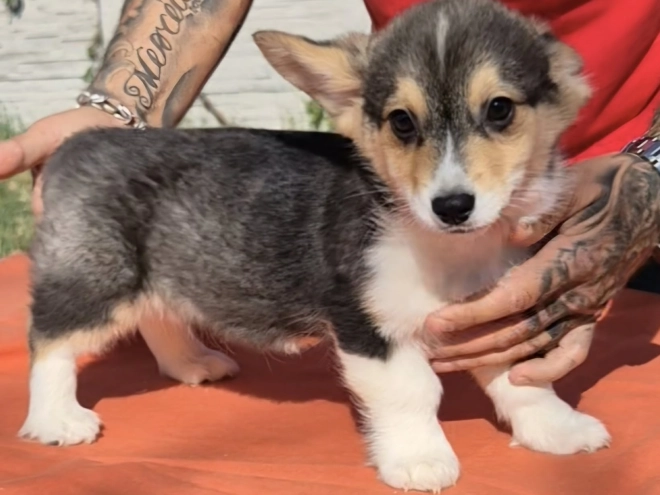 Welsh Corgi puppy for sale