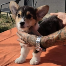 Tyler, tricolor Welsh Corgi for sale