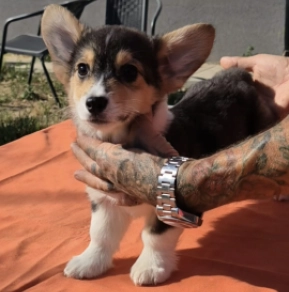 Welsh Corgi puppy for sale