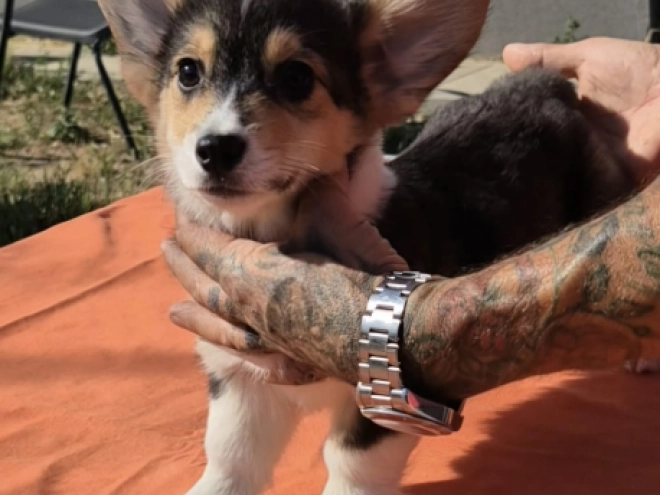 Welsh Corgi puppy for sale