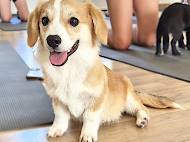 Welsh Corgi Welpe kaufen