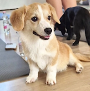 Welsh Corgi Welpe kaufen