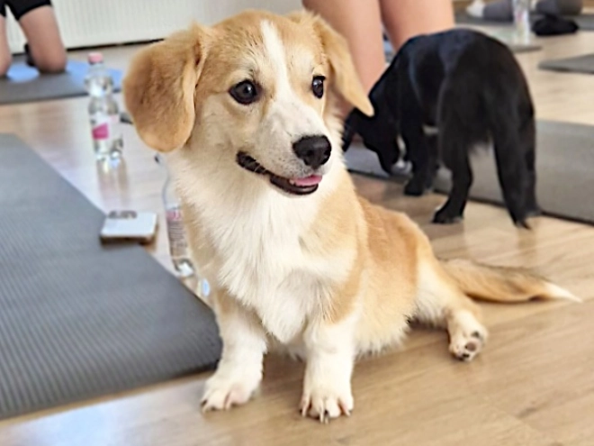 Welsh Corgi Welpe kaufen