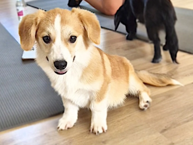 Welsh Corgi Welpe kaufen