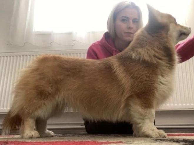Welsh Corgi puppy for sale