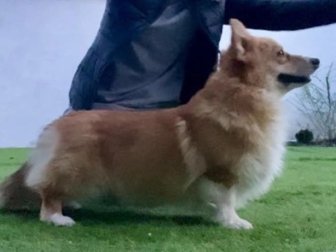 Welsh Corgi puppy for sale