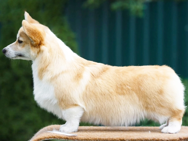 Perros Welsh Corgi en venta