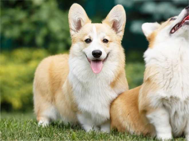 Perros Welsh Corgi en venta