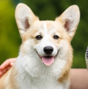 Perros Welsh Corgi en venta