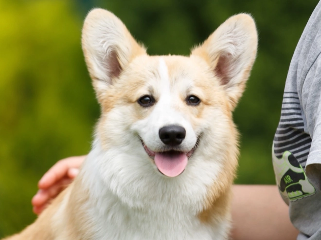Perros Welsh Corgi en venta