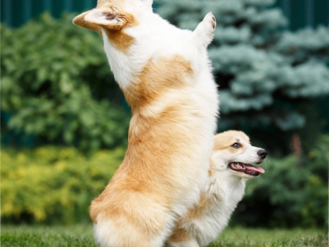 Perros Welsh Corgi en venta