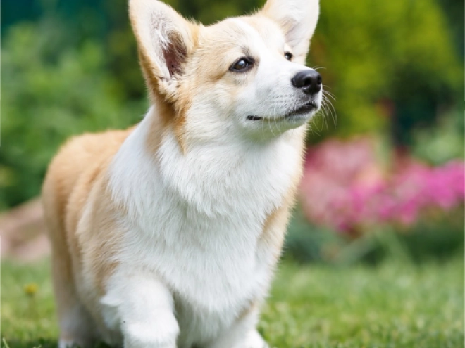 Perros Welsh Corgi en venta