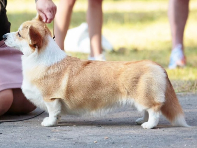 Perros Welsh Corgi en venta