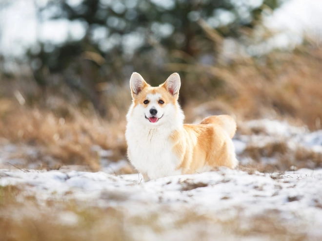 Perros Welsh Corgi en venta