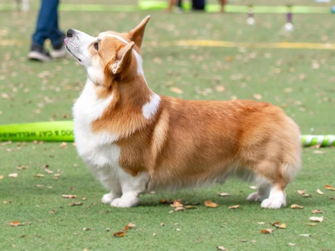 Perros Welsh Corgi en venta