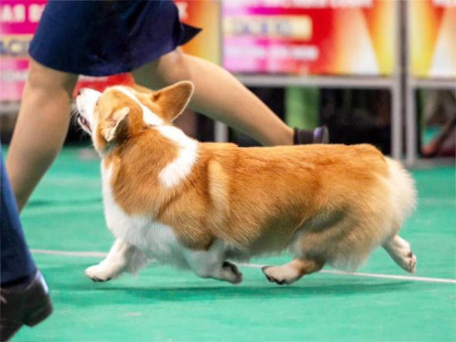 Perros Welsh Corgi en venta