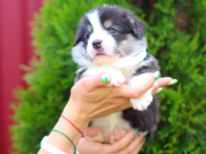 Perros Welsh Corgi en venta