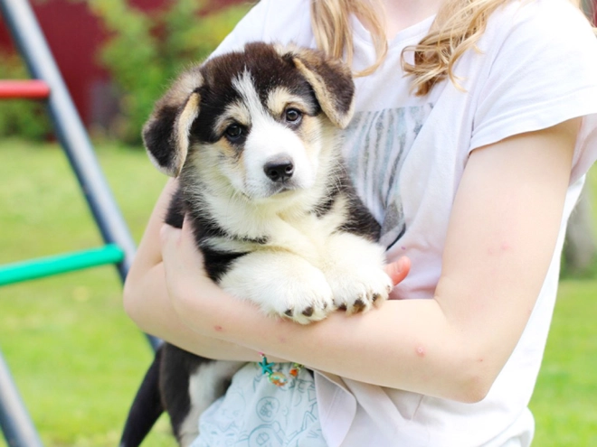 Perros Welsh Corgi en venta