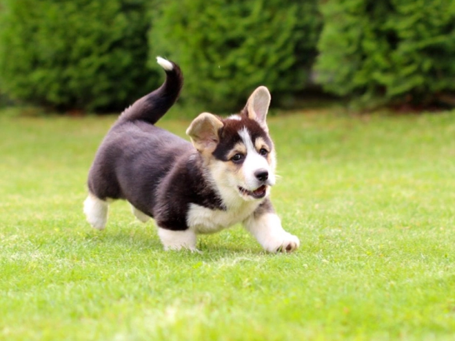Perros Welsh Corgi en venta