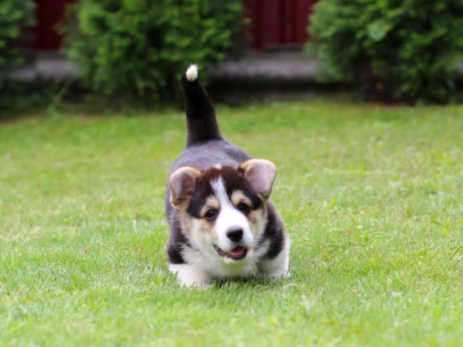 Perros Welsh Corgi en venta