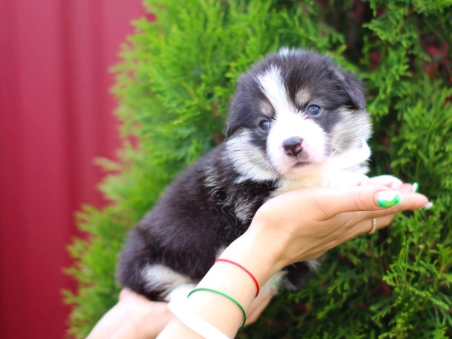 Perros Welsh Corgi en venta