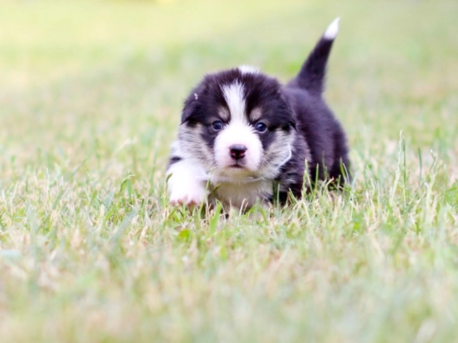 Perros Welsh Corgi en venta