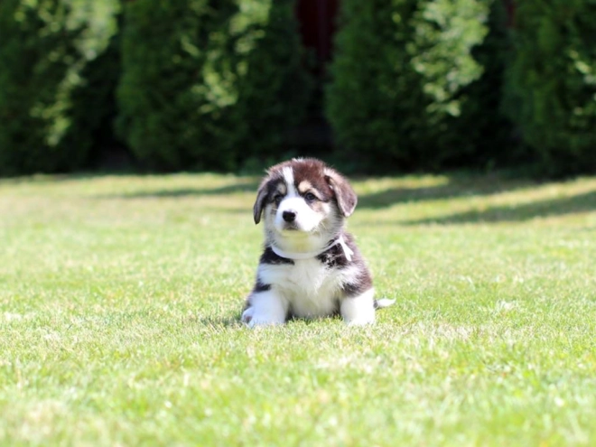 Perros Welsh Corgi en venta