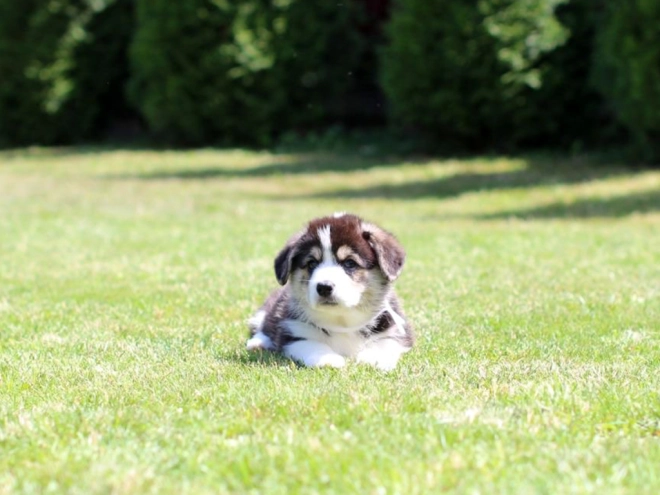 Perros Welsh Corgi en venta